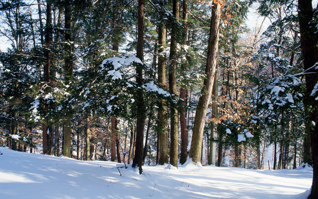 What Happens to Trees in Winter?